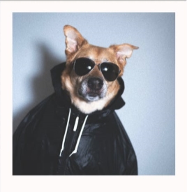 Dog Wearing Black Sunglasses